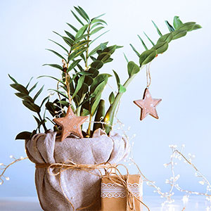Plants